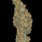 CBD-Chronic (Serious Seeds)