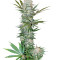 G13 Haze Regular (Barney's Farm) Cannabis-Samen