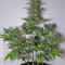 G14 Auto (Fast Buds) Cannabis-Samen