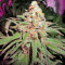 Kaya Gold (Nirvana Seeds) Cannabis-Samen