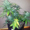 Royal AK Automatic (RQS) Cannabis-Samen