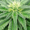 Super Skunk (Vision Seeds) Cannabis-Samen