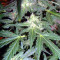 Sweet Mango Auto (GHS) Cannabis-Samen