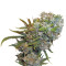 Cream 47 (Sweet Seeds) Cannabis-Samen