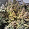 LSD feminisierte Samen (Barney’s Farm)
