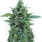 OG Kush Auto (Dr. Krippling Seeds) Cannabis-Samen