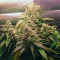 Pineapple Express Auto feminisierte Samen (Fast Buds)