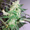 Sweet Cheese Auto (Sweet Seeds) Cannabis-Samen