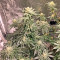 AK-48 Regular (Nirvana Seeds) Cannabis-Samen