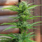 AK-49 Auto (Vision Seeds) Cannabis-Samen