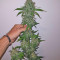 Big Bud (Vision Seeds) Cannabis-Samen