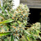 Critical + (Dinafem Seeds) Cannabis-Samen