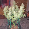 Green Crack Auto (Fast Buds) Cannabis-Samen