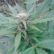 High Level (Eva Seeds) Cannabis-Samen