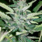 Industrial Plant (Dinafem Seeds) Cannabis-Samen