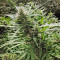 Kali Mist regular (Serious Seeds) Cannabis-Samen
