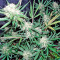 Skunk Auto (Strain Hunters) Cannabis-Samen