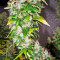 White Rhino (Nirvana Seeds) Cannabis-Samen