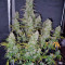 Fast Bud Auto (Sweet Seeds) Cannabis-Samen