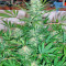 G13 Haze Regular (Barney's Farm) Cannabis-Samen