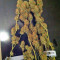 Moby Dick (GHS) Cannabis-Samen