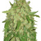 Auto Wembley (Pyramid Seeds) Cannabis-Samen