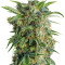 Auto Daiquiri Lime strain