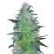 Crystal Queen (Vision Seeds) Cannabis-Samen