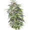 Haze Gom Auto (Grass-O-Matic) Cannabis-Samen