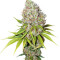 Ice (Nirvana Seeds) Cannabis-Samen