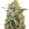 Auto American Pie (Pyramid Seeds) Cannabis-Samen