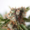 Auto Orange Bud feminisierte Samen (Dutch Passion)