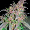 Bloody Skunk Auto (Sweet Seeds) Cannabis-Samen