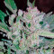Blow Mind Auto (Sweet Seeds) Cannabis-Samen
