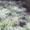 Crystal Queen (Vision Seeds) Cannabis-Samen