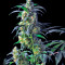 Domina Haze Cannabis-Samen