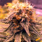 Original Amnesia (Dinafem Seeds) Cannabis-Samen