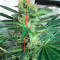 Spiritual Punk (Samsara Seeds) Cannabis-Samen