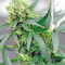 Red Dragon (Barney's Farm) Cannabis-Samen