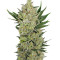 Blueberry Cheese Auto strain