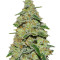 Lemon Cake (Heavyweight Seeds) Cannabis-Samen