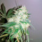Sweet Cheese Auto (Sweet Seeds) Cannabis-Samen