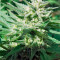 Sweet Cheese F1 Fast Version (Sweet Seeds) Cannabis-Samen