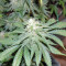 Afghan Kush X Yumbolt (World of Seeds) Cannabis-Samen