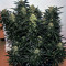 Auto Daiquiri Lime strain