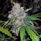 Auto White Widow (Pyramid Seeds) Cannabis-Samen