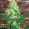 Critical Cheese (Dinafem Seeds) Cannabis-Samen