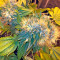 Flowerbomb Kush (Strain Hunters) Cannabis-Samen