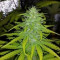 Speedy Chile Fast Flowering (RQS) Cannabis-Samen