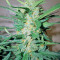 Ice Cool Auto (Sweet Seeds) Cannabis-Samen